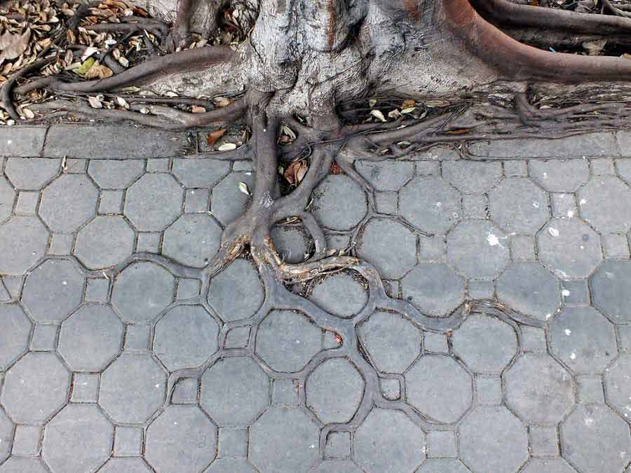 adaptive roots in the concrete jungle HORST KIECHLE Inspiração e criatividade para a fotografia