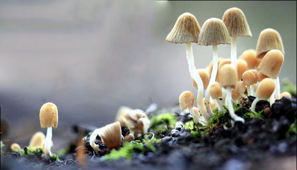 fungos--Como-e-onde-guardar-seus-equipamentos