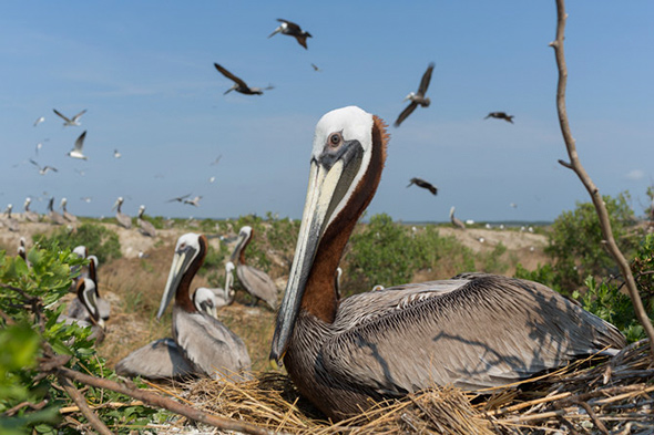 Milhares de pelicanos marrons encontram um lugar seguro para se aninhar em Deveaux Bank, um dos maiores viveiros de Pelicanos na costa atlântica. livre de guaxinins e outros predadores que comem ovos e filhotes.