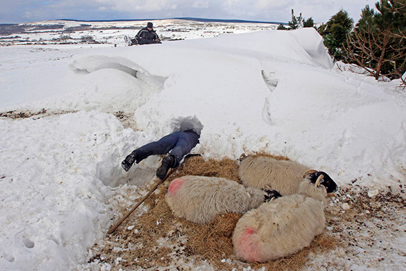 O fazendeiro Donald O'Reilly procura ovelhas presas na neve, perto estão outros animais enfraquecidos que tinham acabado de ser resgatados na área de Aughafatten, do condado de Antrim, Irlanda do Norte, 26 de marco de 2013. 