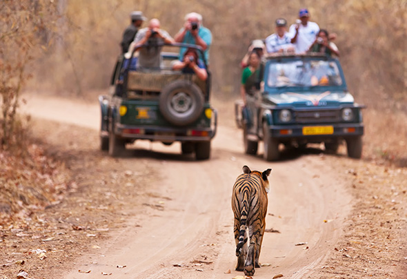 Bengal-tiger-walking-via-shutterstock
