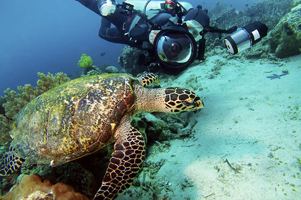 Underwater-photographer-via-shutterstock