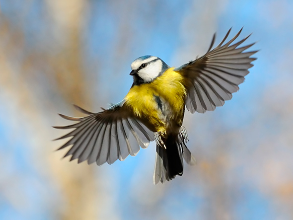 Blue-Tit