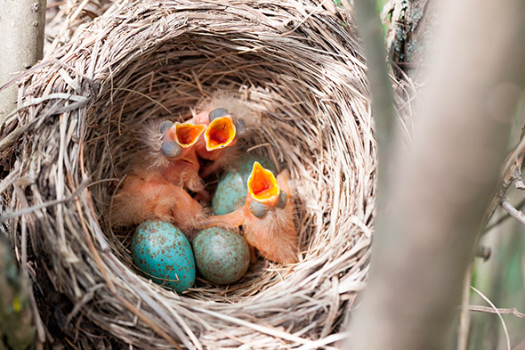 Turdus