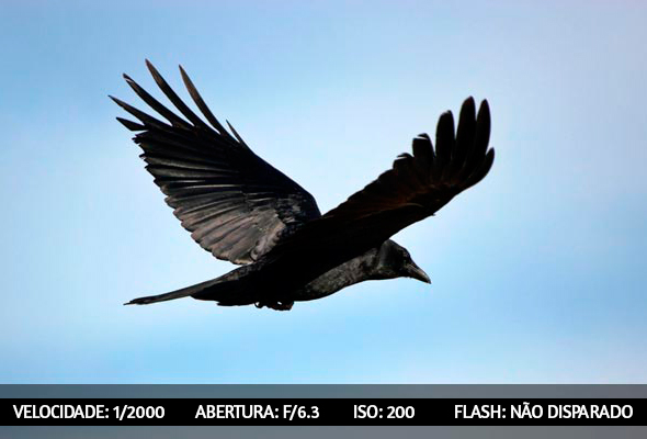 photographing-birds-1