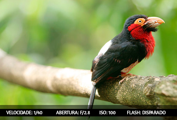 photographing-birds-2