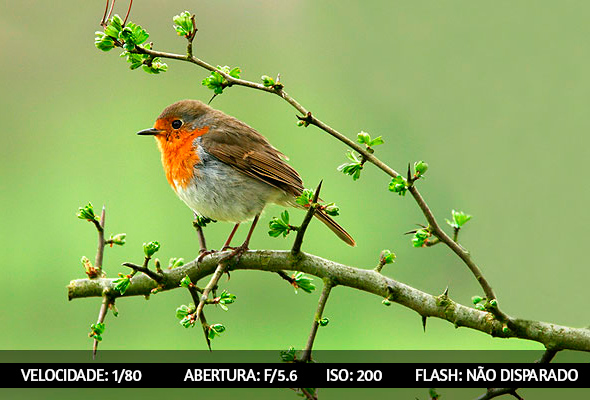 photographing-birds-3