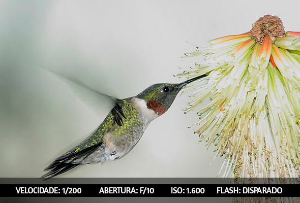 photographing-birds-4
