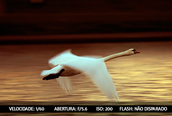 photographing-birds-5