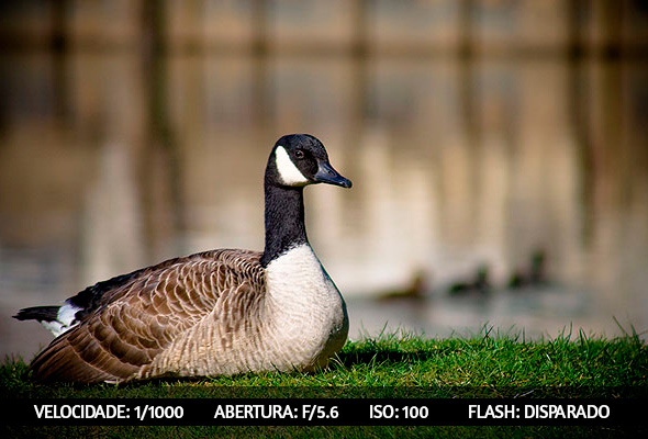 photographing-birds-6