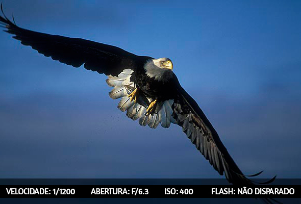 photographing-birds-8