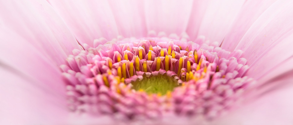 Detalhe de uma flor fotografada bem de perto pra preencher todo o quadro