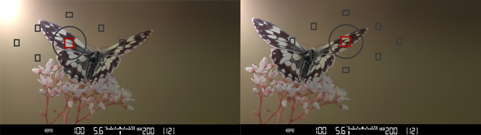 Exemplo de fotometria neutra na asa esquerda da borboleta, com mais luz do sol. E foto subexposta na asa direita da borboleta