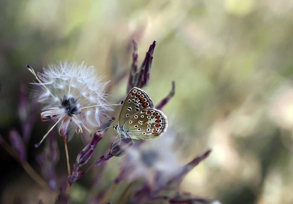 Uma flor e uma borboleta de destaque por causa do fundo desfocado